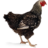 48x48 of Chicken