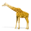64x64 of giraffe