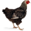 64x64 of Chicken