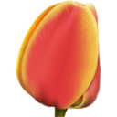 Full Size of tulip