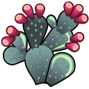 Full Size of cactus Prickly Pear
