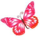 Full Size of Butterfly pink